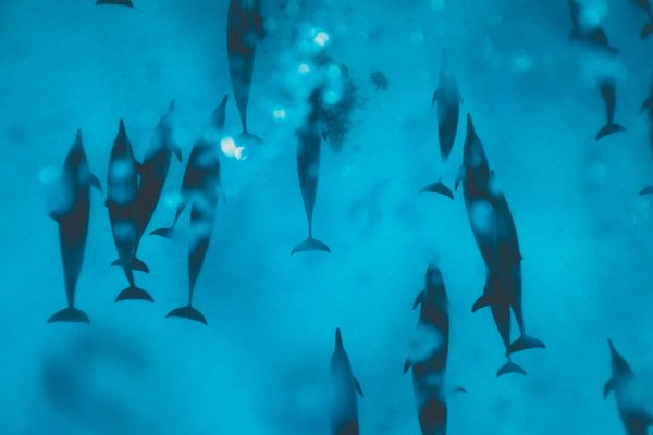 Quels sont les meilleurs endroits pour une plongée avec les dauphins en Nouvelle-Zélande ?